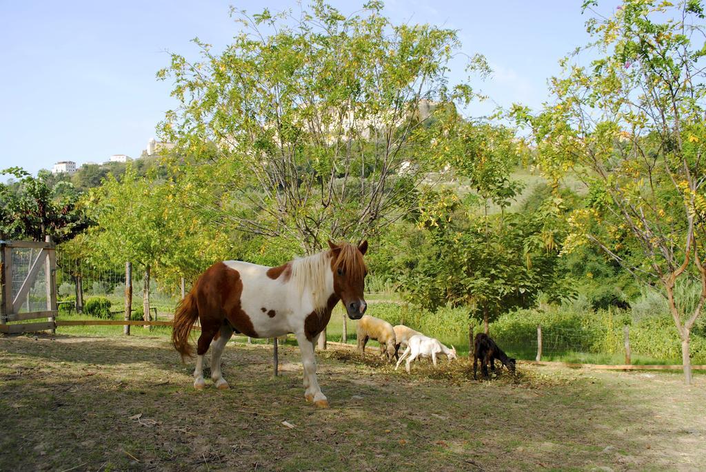 Agriturismo L'Arca Di Anna Brambilla Бельведере-Мариттімо Екстер'єр фото